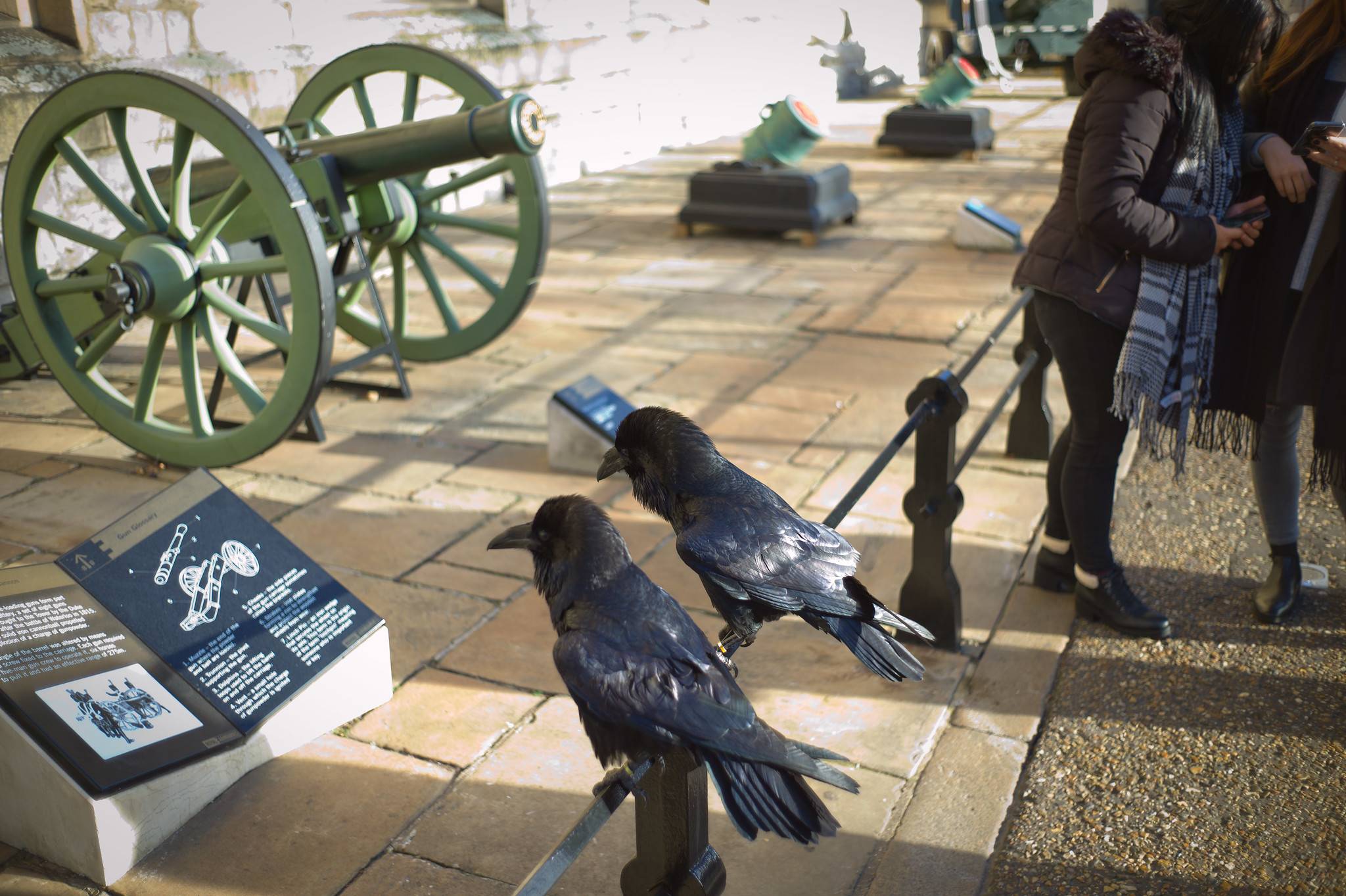 Лондонский Тауэр приветствует первых птенцов воронов - London Airport Transfers